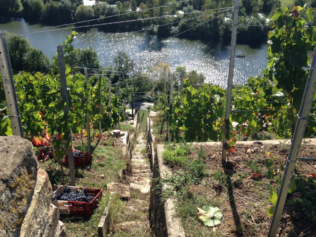 Weingut Lassak, Blick auf den Neckar durch die Weinberge